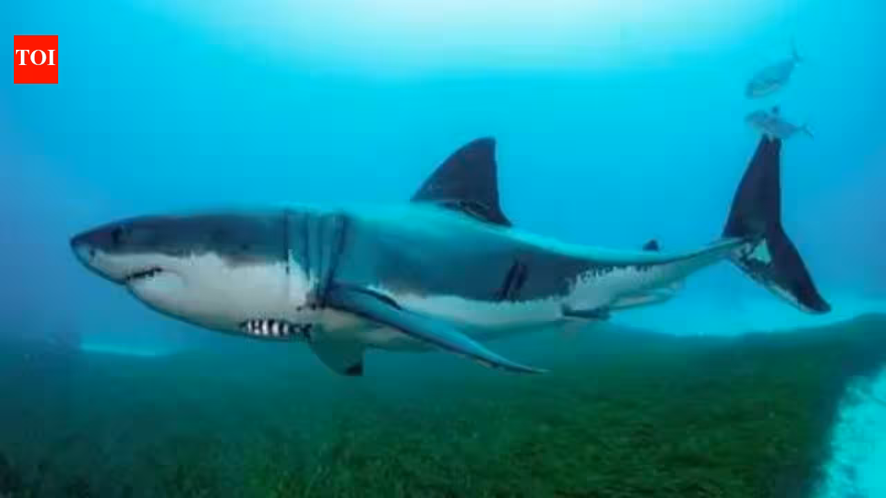 65-year-old swimmer killed in shark attack in South Africa’s Eastern Cape