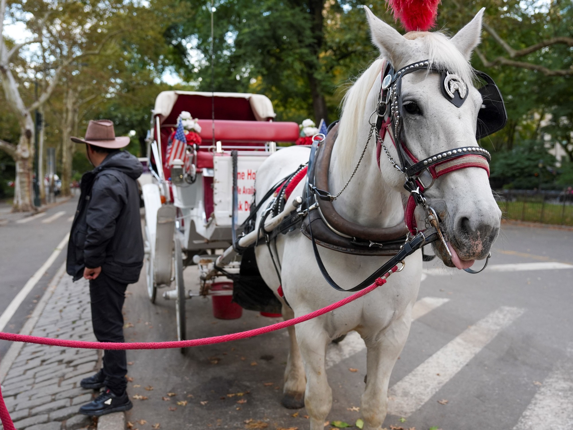New York City Council Votes to Ban Horse-Drawn Carriages