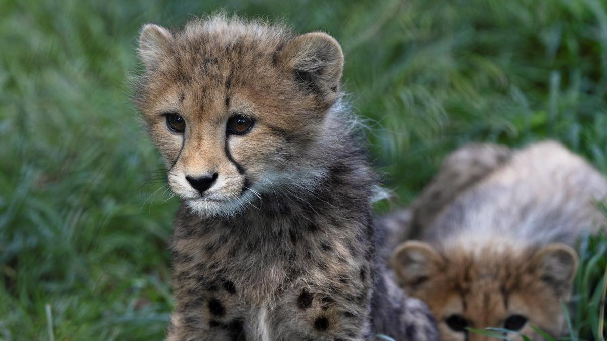 Cheetah cub dies after gunshot injuries in Madhya Pradesh as task force is formed
