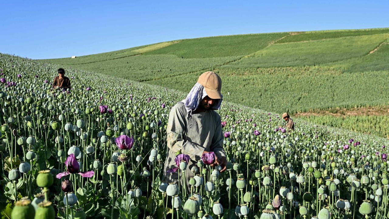 Afghanistan sees sharp rebound in opium-related activity despite Taliban ban