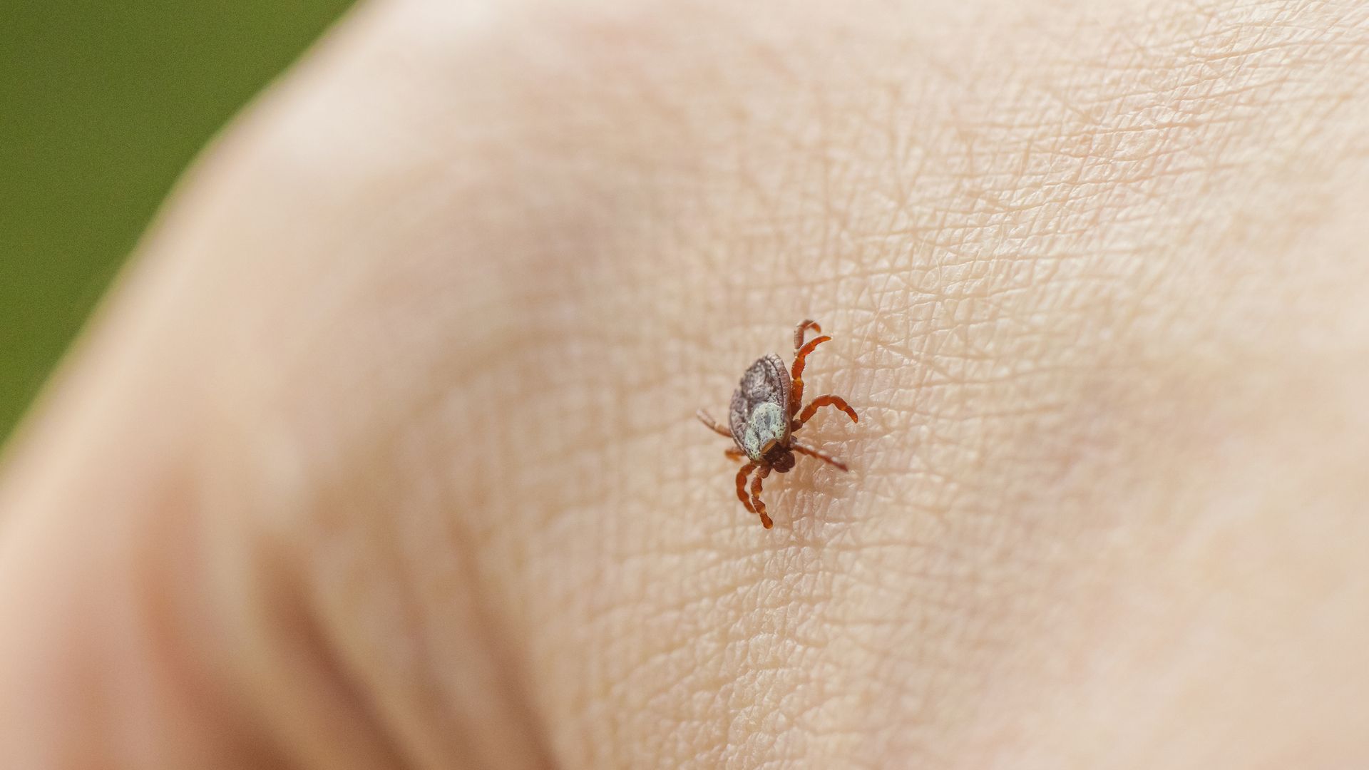 According to Sky News, ticks in the UK linked to a potentially fatal virus